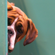 Image for article titled A Newly Discovered Tick Germ Is Sickening Dogs in the U.S., Vets Say